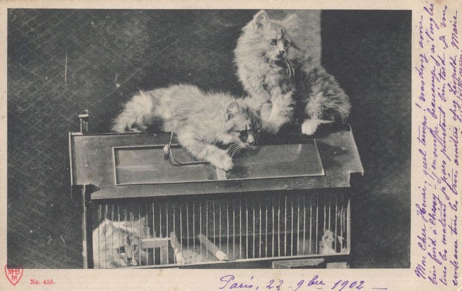 Cattery Kitten Bird Cage House Antique French Cats 1902 Postcard