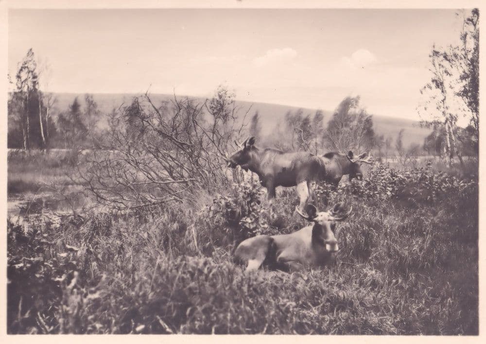 Cattle at Kurische Nehrung Curonian Split Old German Postcard
