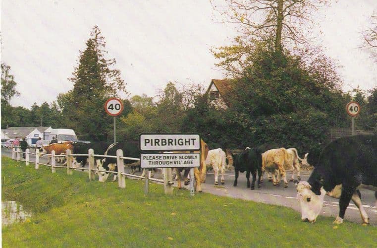 Cattle Blocking Road Swallow Corner Pirbright Surrey Comic Real Photo Postcard