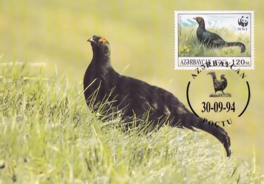 Caucasian Black Grouse Bird Kaukasusbirkhuhn Stamp WWF FDC Postcard