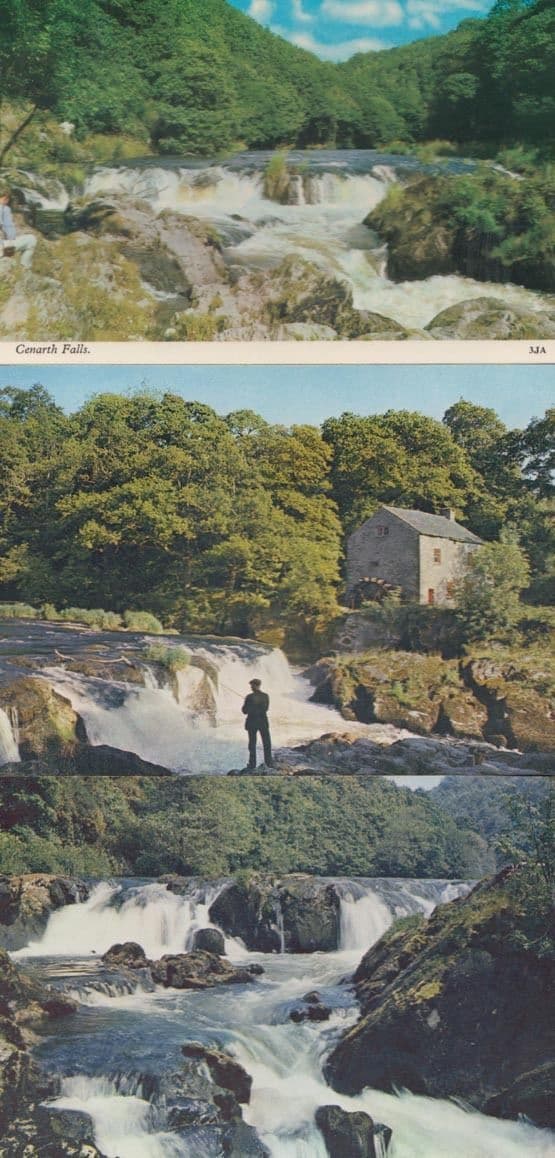 Cenarth Falls Salmon Leap 3x Postcard