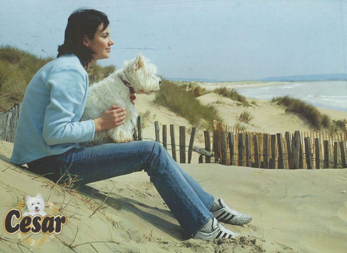 Cesar Dogfood at Berkshire Beach Advertising Postcard