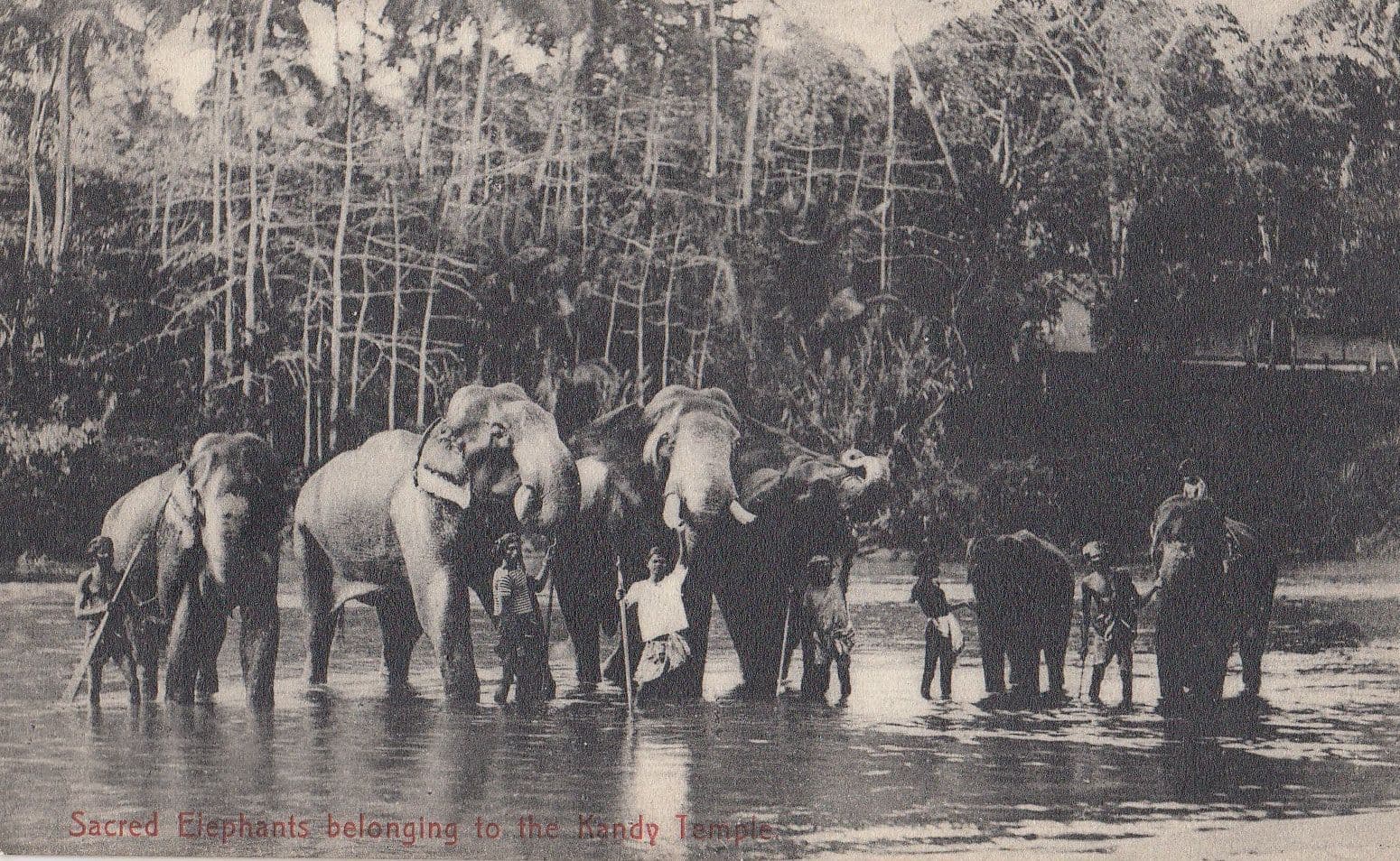 Ceylon Elephants Belong To Kandy Temple Indian Postcard
