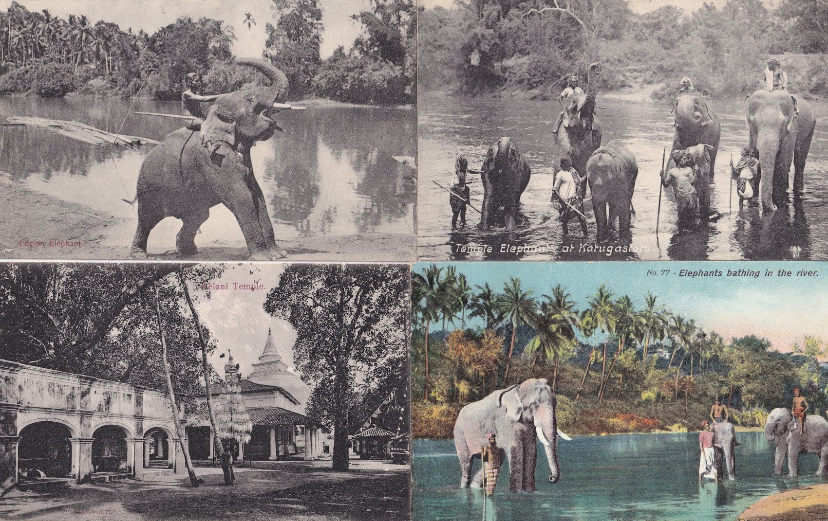 Ceylon Katugastota Kandy 4x Elephant Temple Postcard s