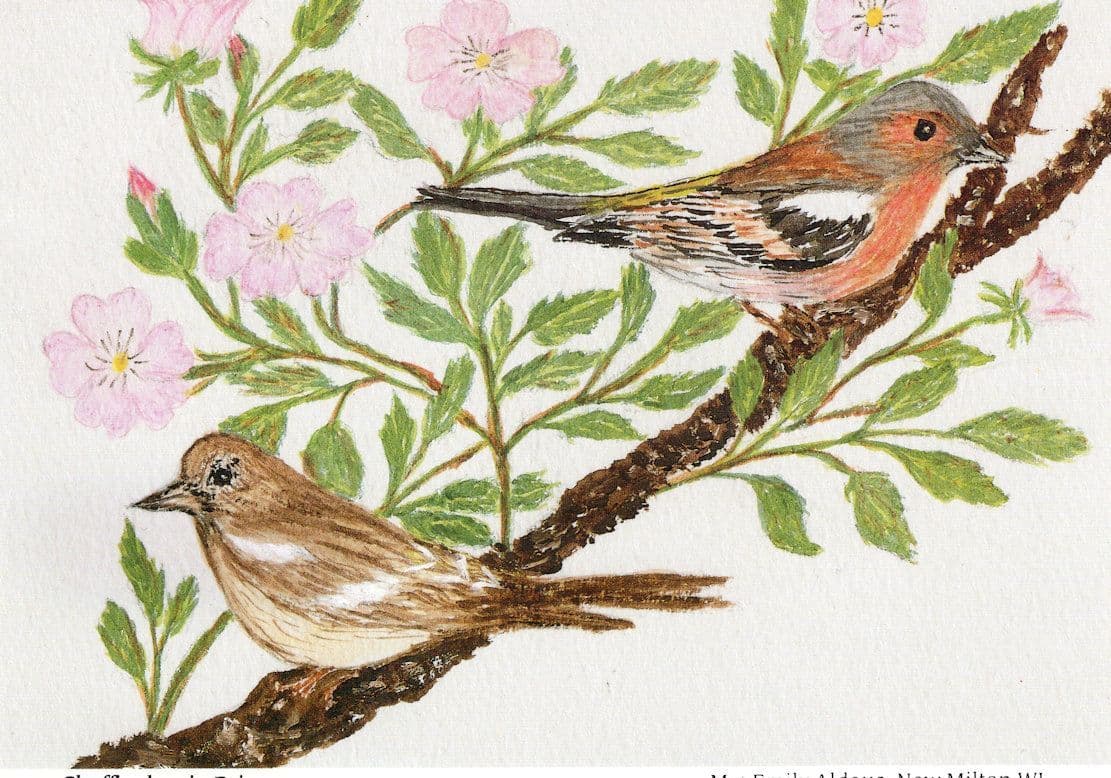 Chaffinches In Briar Hampshire Birds Women Institute Postcard