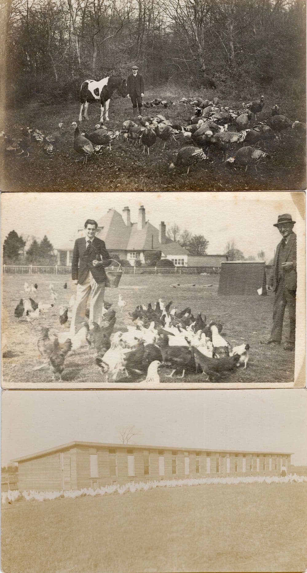 Chairman Of Antique London Farming Board Old Postcard