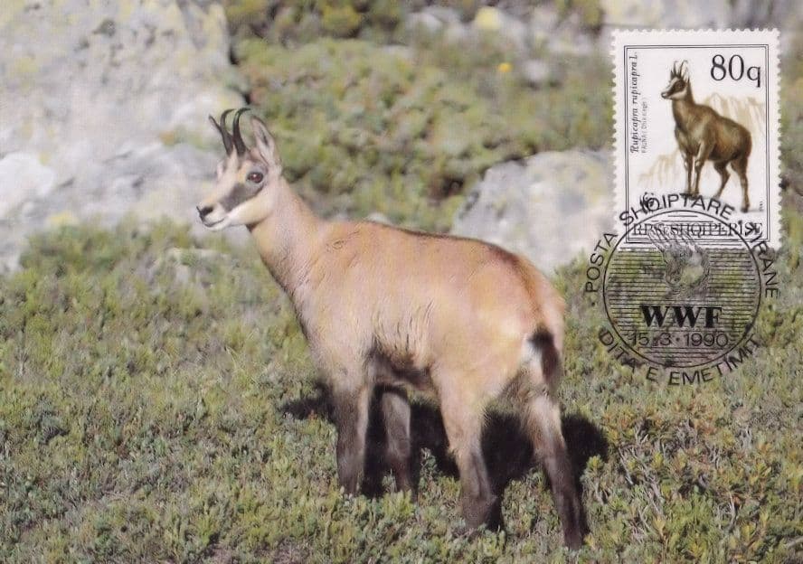 Chamois Deer Albenia Rare WWF Stamp First Day Cover Postcard