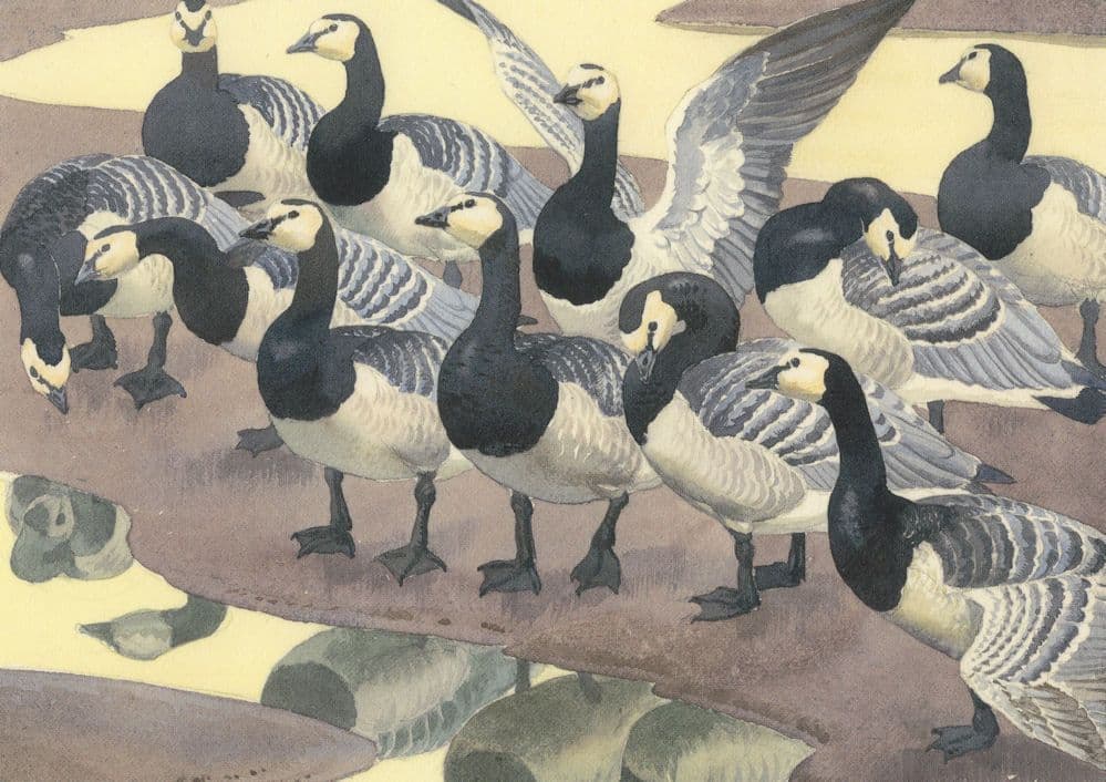 Charles Tunnicliffe Solway Company WW2 Birds Painting Postcard