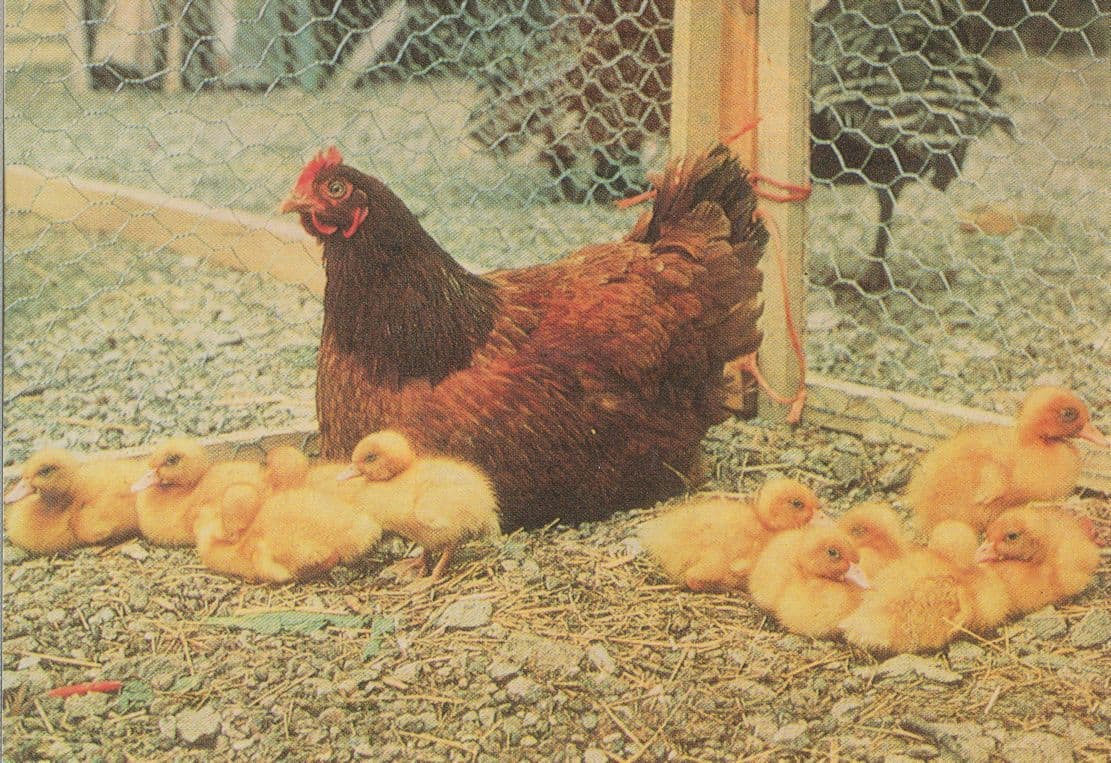 Chatsworth Farm Bird Broody Hen & Ducklings Postcard