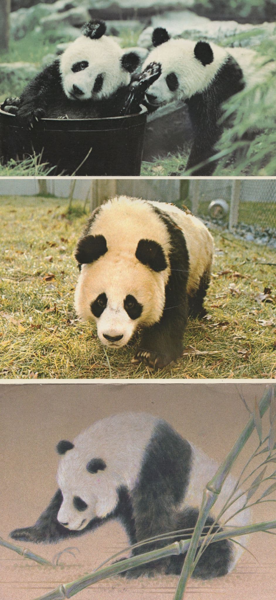 Chia Chia and Ching Ching Panda London Zoo 3x Postcard