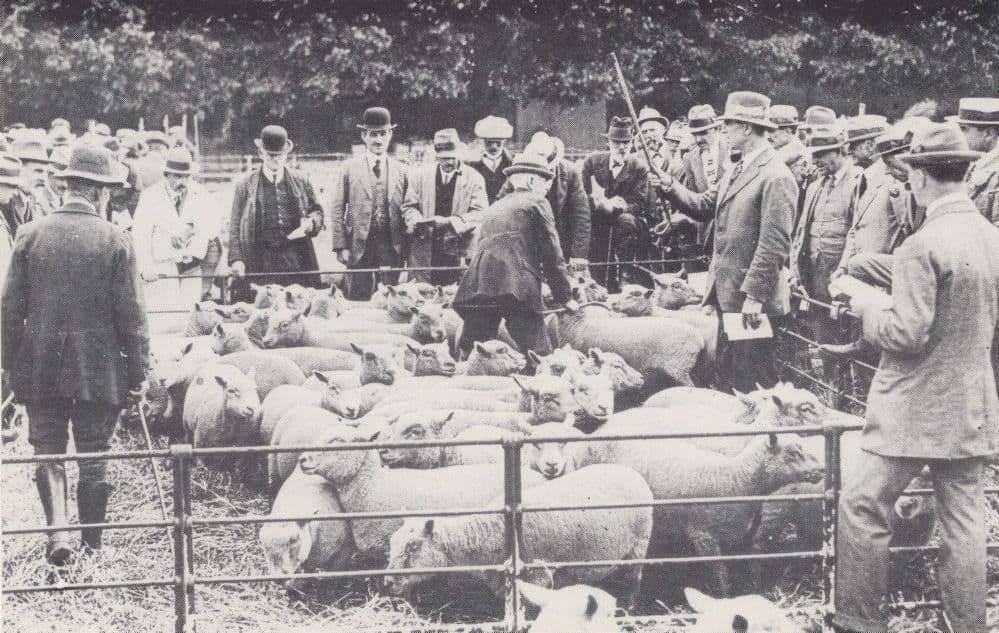 Chichester Cattle Market 1930s Opening Sussex Postcard