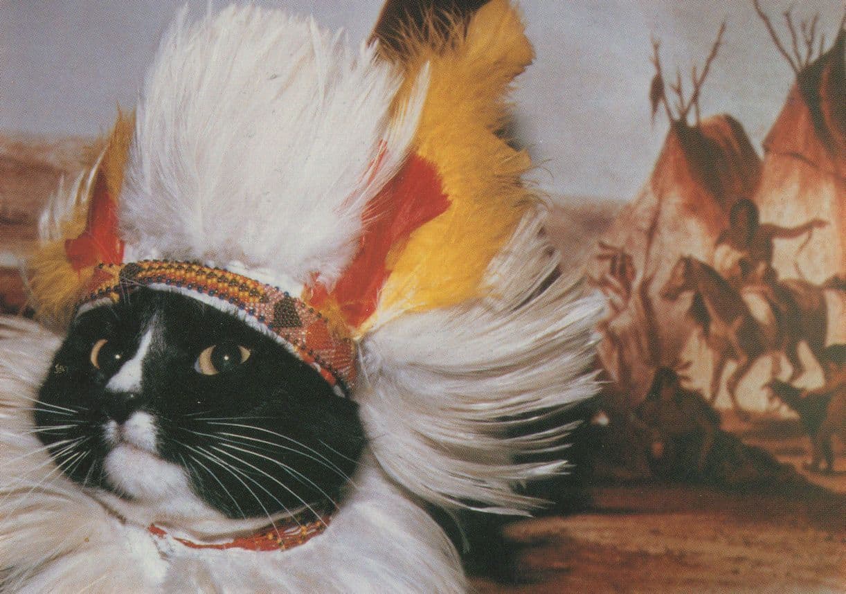 Chief Red Indian Cat Fancy Dress Cats At Wigwam Postcard