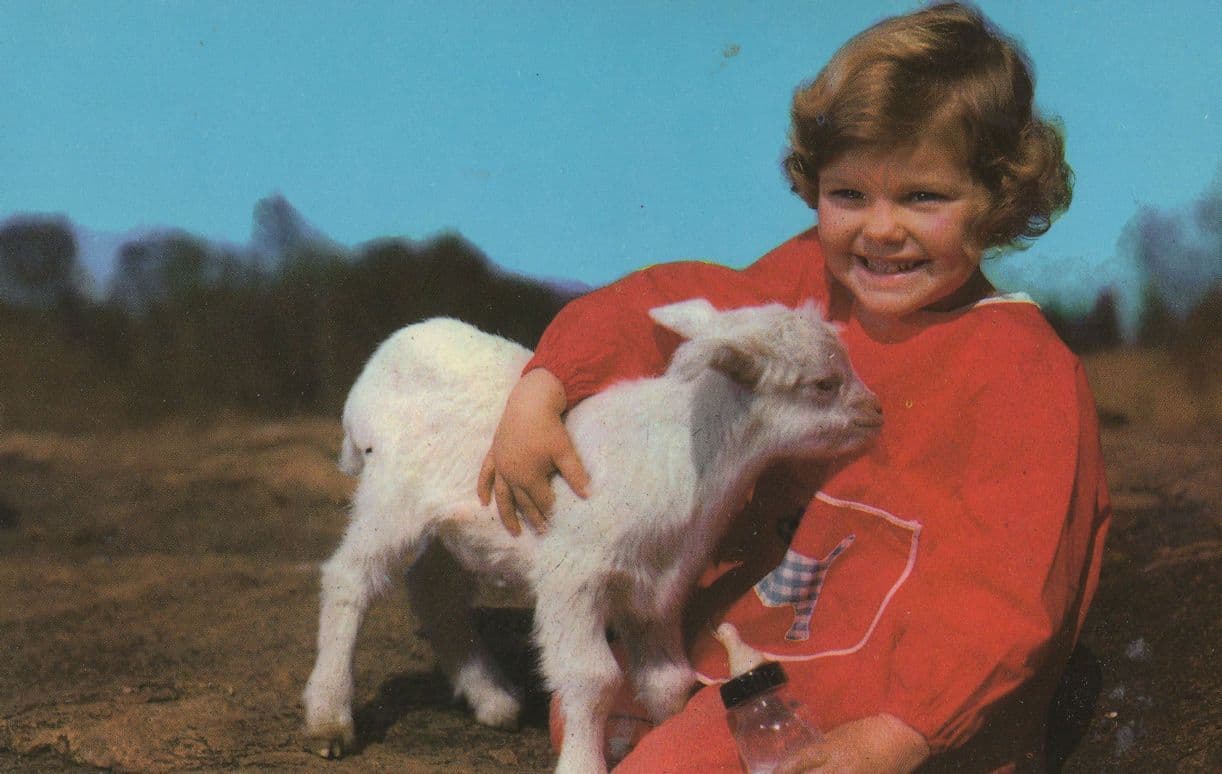 Child Bottle Feeding A Baby Farm Goat 1970s Postcard