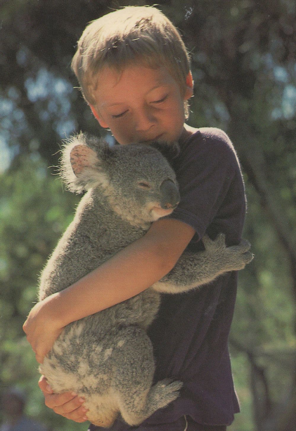 Child With Koala Bear 1980s Rare Postcard