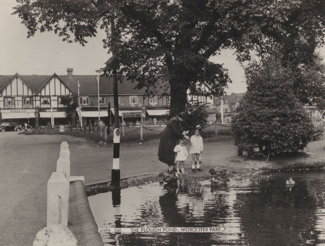 Children Feeding Swans Birds at Plough Park Worcester Postcard