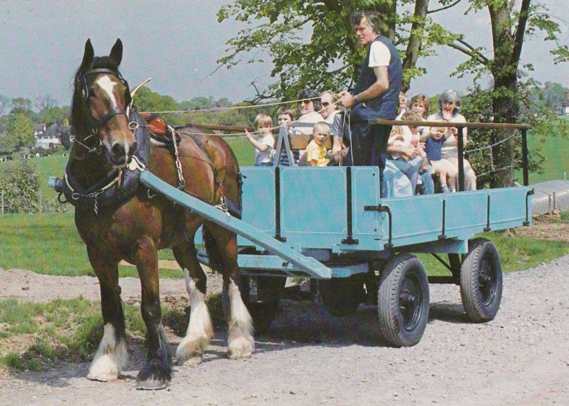 Childrens Shire Horse Farming Viewing Trips Grange Oadby Farm Leicester Postcard