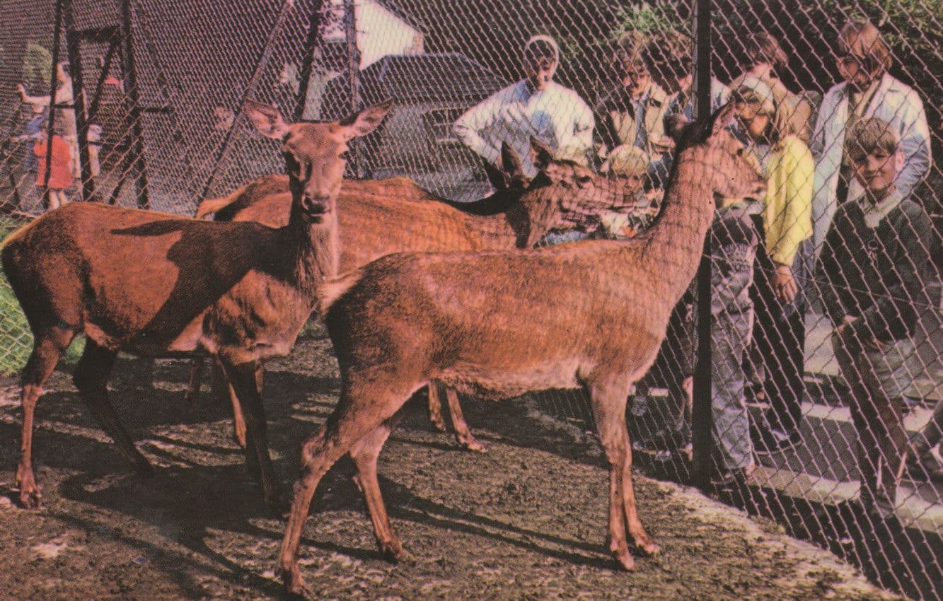 Childrens Zoo Motham Park Bognor Regis Welsh 1970s Postcard