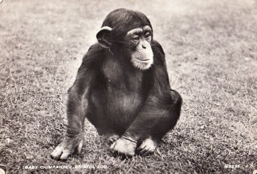 Chimpanzee Chimpanzees At London Zoo Wildlife Park 1950s Postcard