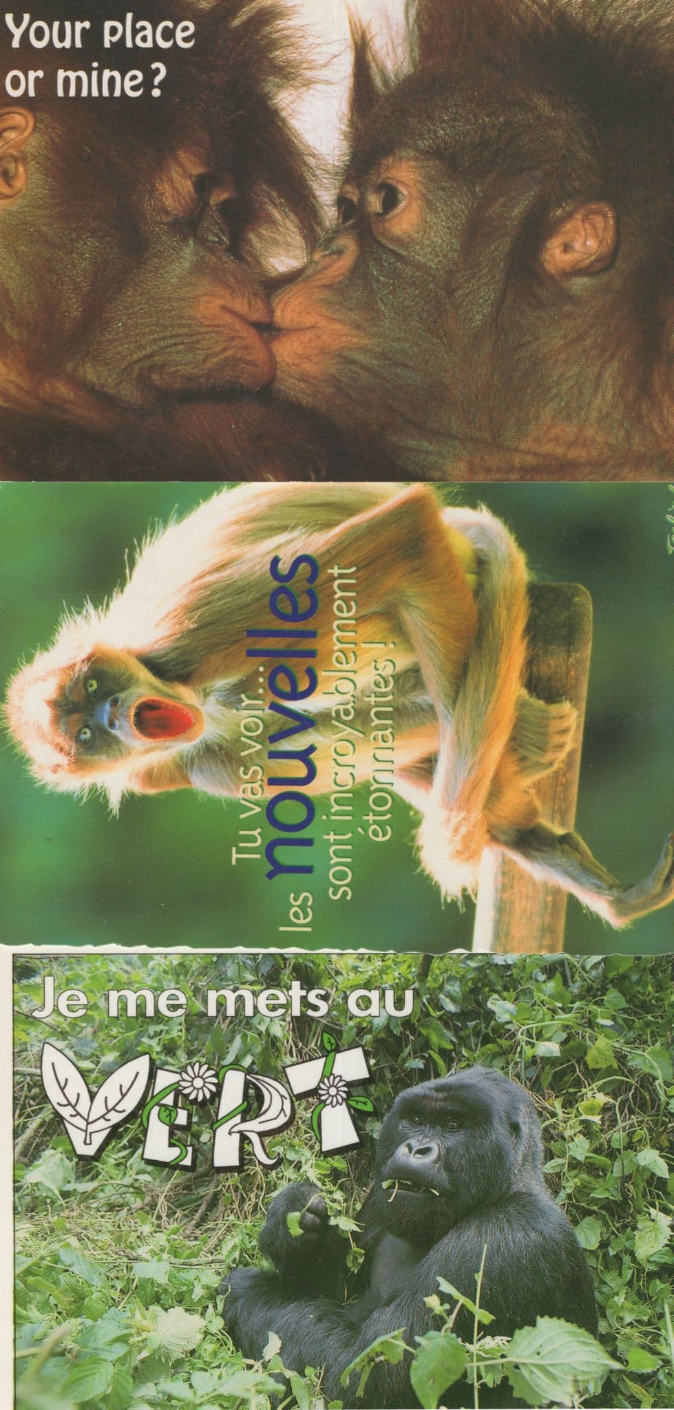 Chimpanzees Kissing Angry Gorilla 3x French Comic Postcard s