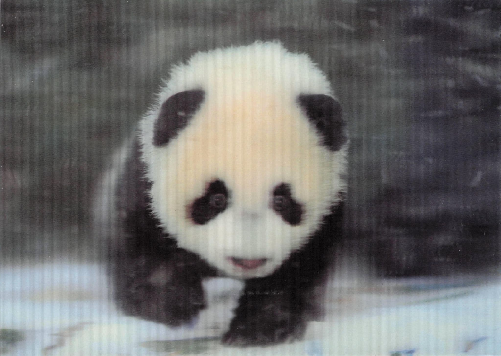 Chinese Baby Panda In The Snow Three Dimensional Postcard