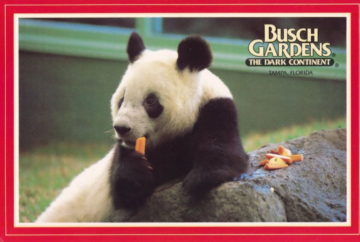 Chinese Giant Panda at Busch Gardens Florida 1980s Postcard
