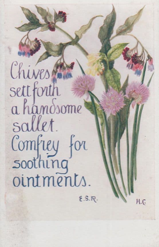 Chives Handsome Sallet Comfrey Ointment Natural Remedy Song Songcard Postcard