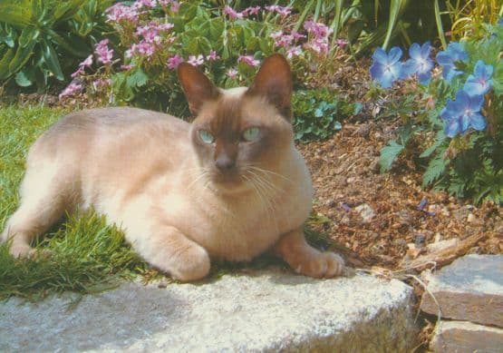 Chocolate Burmese Cat on Garden Steps Postcard