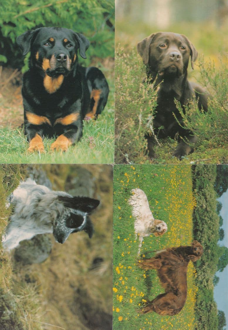 Chocolate Labrador English Red Setter Rottweiler 4x Postcard s