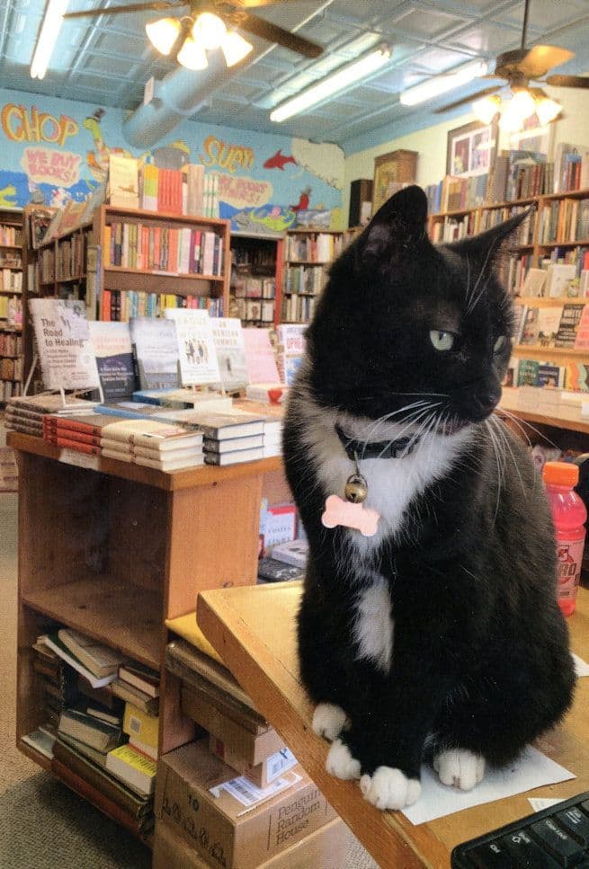 Chop Suey Book Store Cat at Richmond Virginia Shop USA Postcard