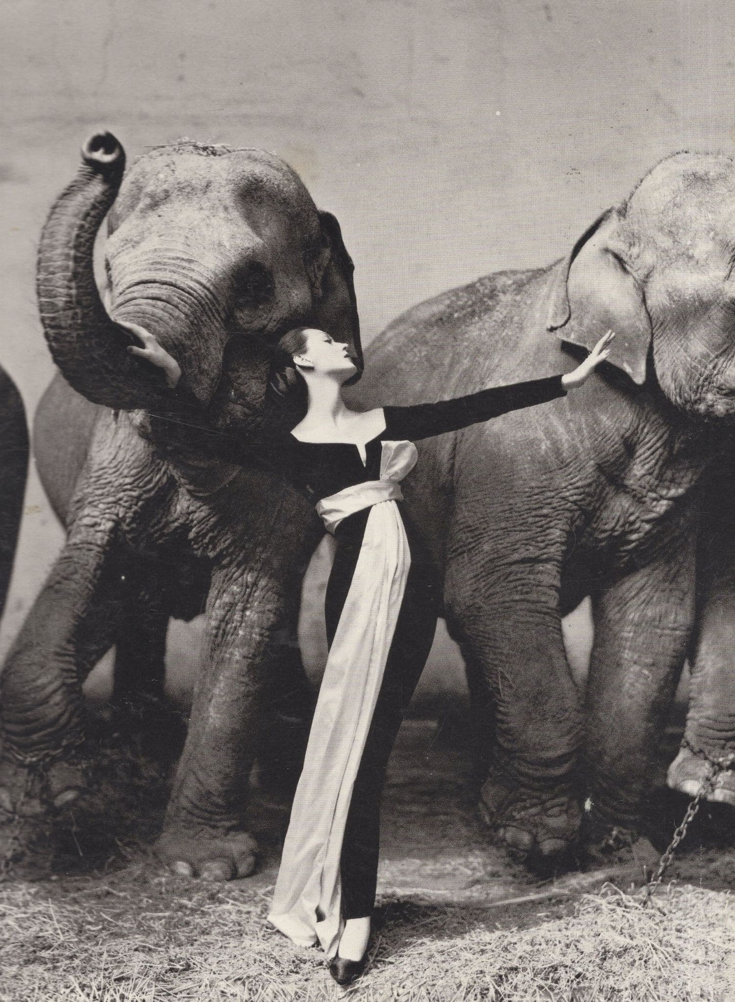 Christian Dior Elephants Evening Dress Photo Art Advertising Postcard