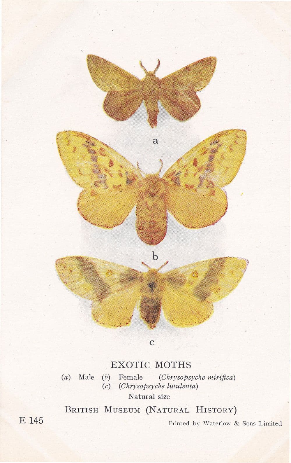 Chrysopsyche Mirifica Iutulenta Lasiocampidae African Exotic Moths Postcard