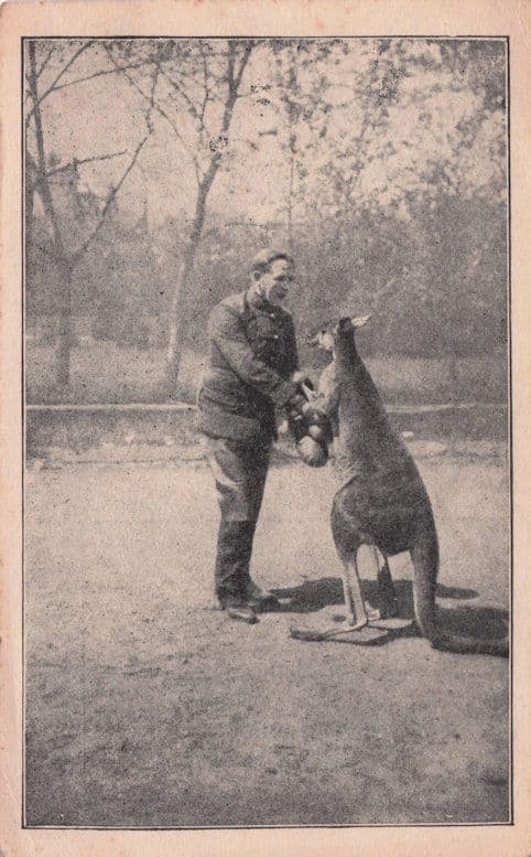 Circus Kangaroo Animal Old Boxing Trainer Antique German Postcard