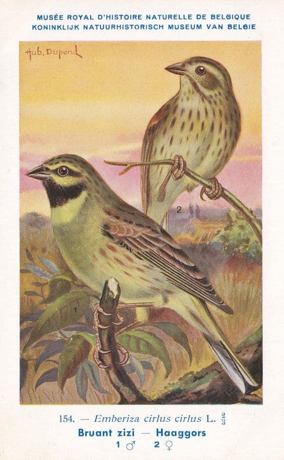 Cirl Bunting Emberiza Cirlus WW2 Bird Rare Postcard