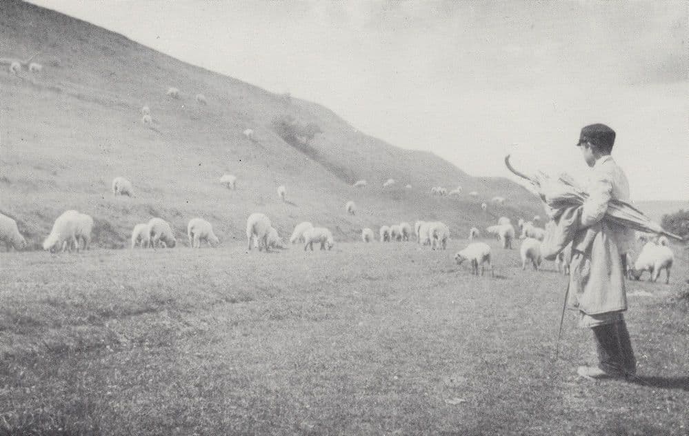 Cissbury Umbrella Sussex Shepherd Boy & Farm Flock in 1925 Postcard