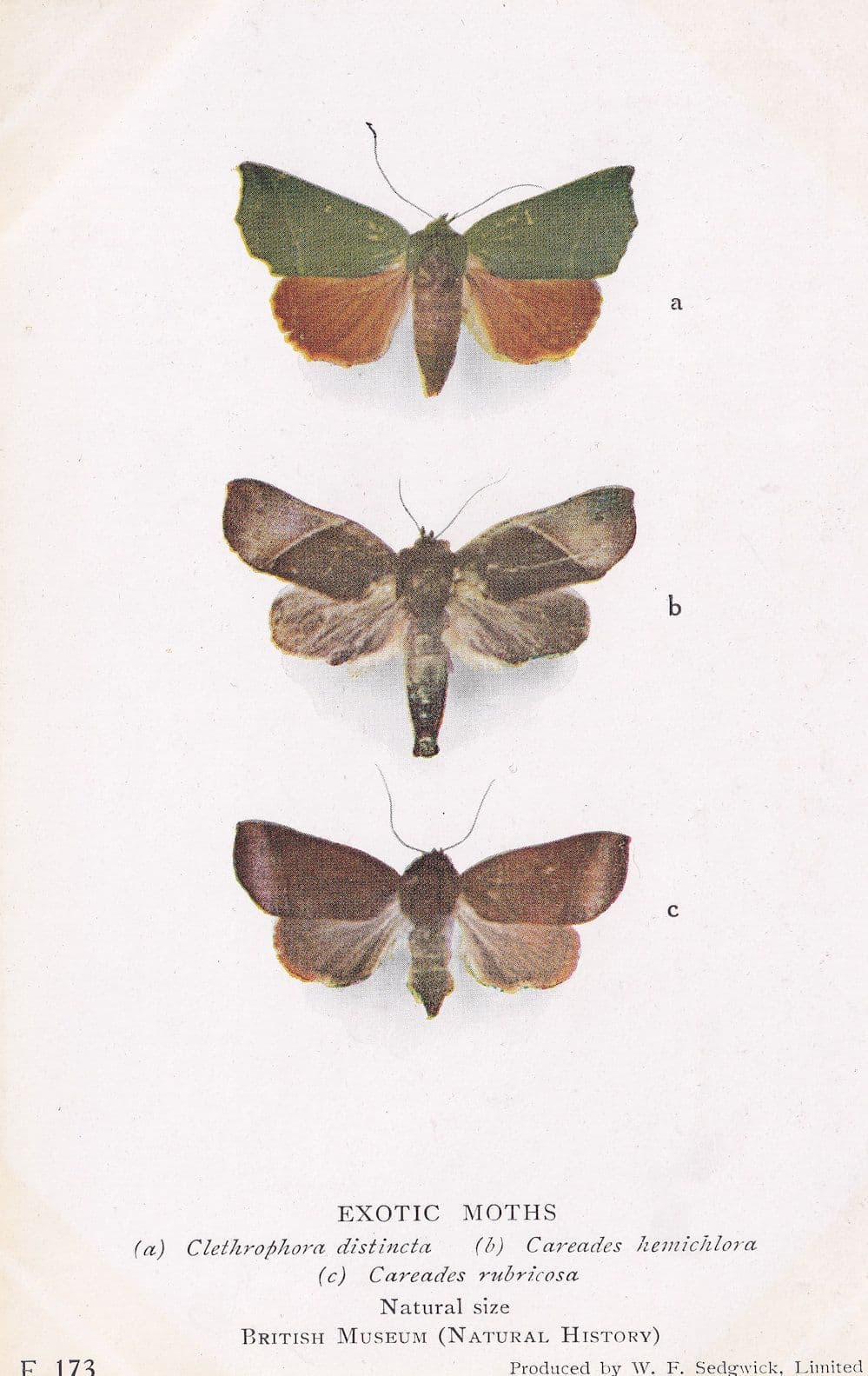 Clethrophora Distincta Korean Japanese Antique Exotic Moths Postcard