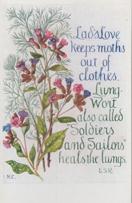 Clothes Moths Wort Soldiers Sailors Romany Military Remedy Songcard Postcard