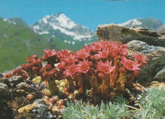 Cobweb Cob Webbed Houseleek Unusual Rare Flowers Postcard