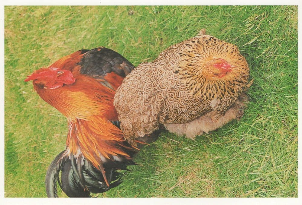 Cochins Brooding Hen Birds Making Love Rare Postcard