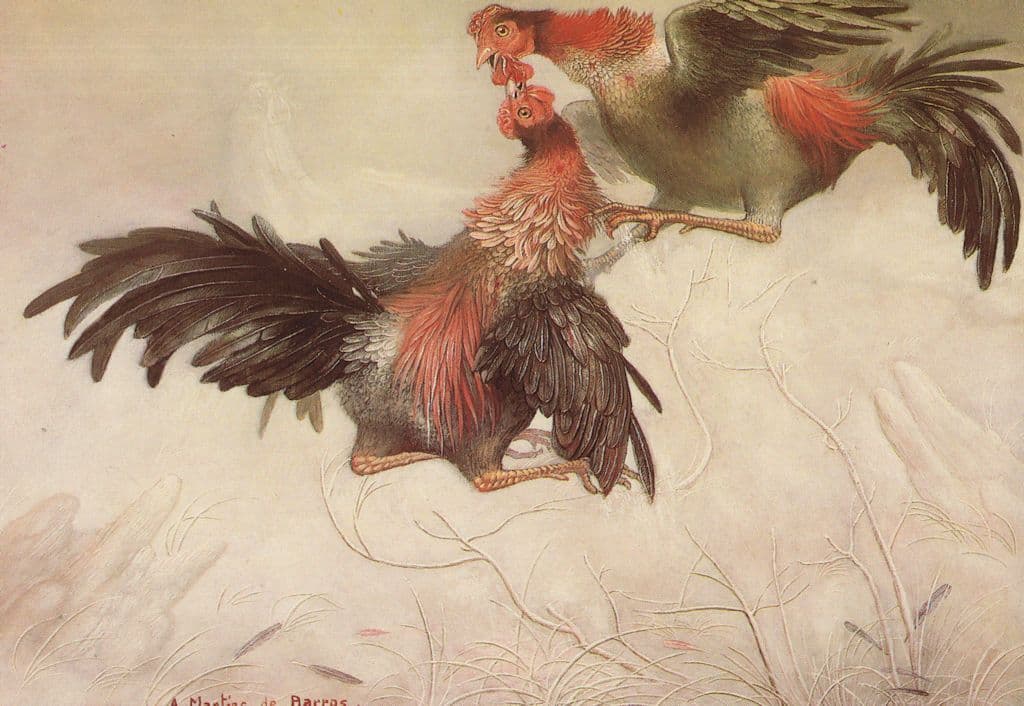 Cock Hen Animal Death Fight Andre Martins De Barros Painting Postcard