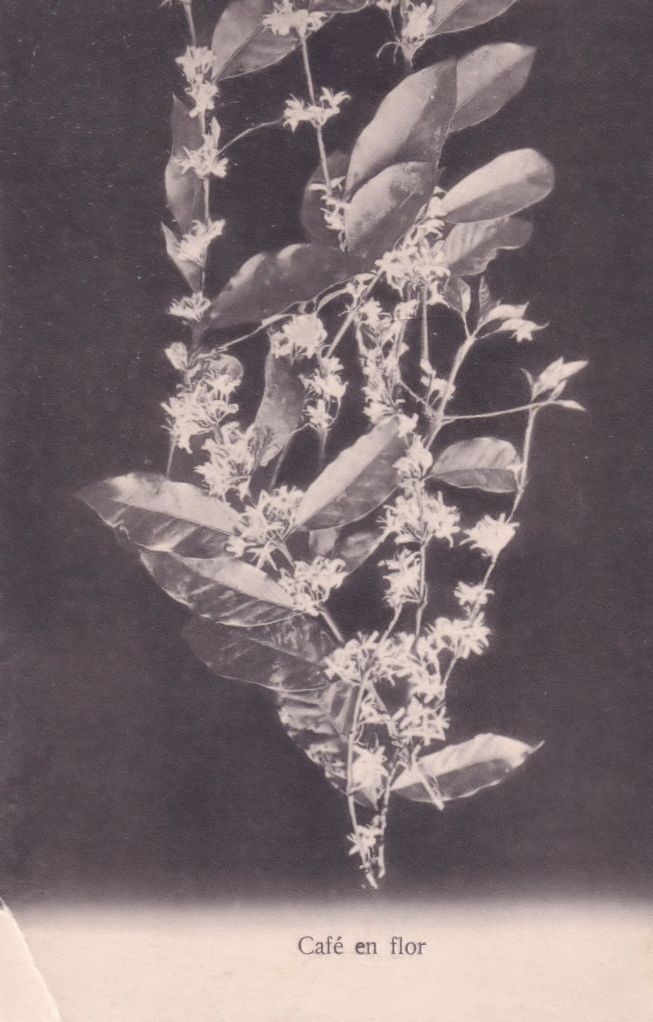 Coffee Found In Flowers Cafe En Flor Antique French Postcard