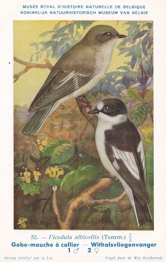 Collared Flycatcher Ficedula Albicollis WW2 Bird Rare Postcard