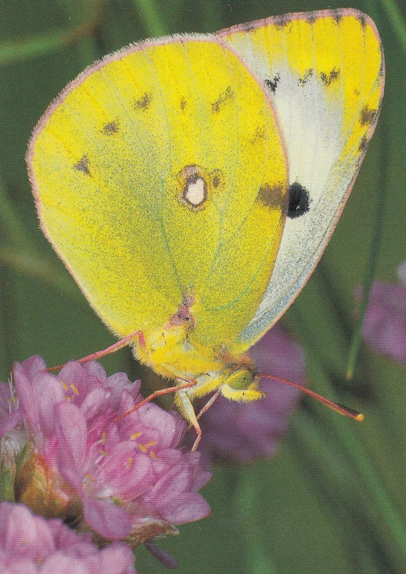 Collias Australis Butterfly Butterflies Postcard