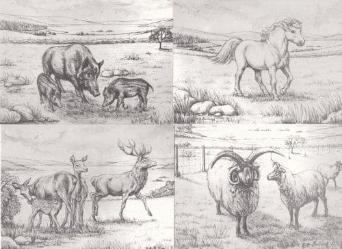 Colliford Lake Sheep Pig Deers 4x Artist Vintage Cornwall Postcard s