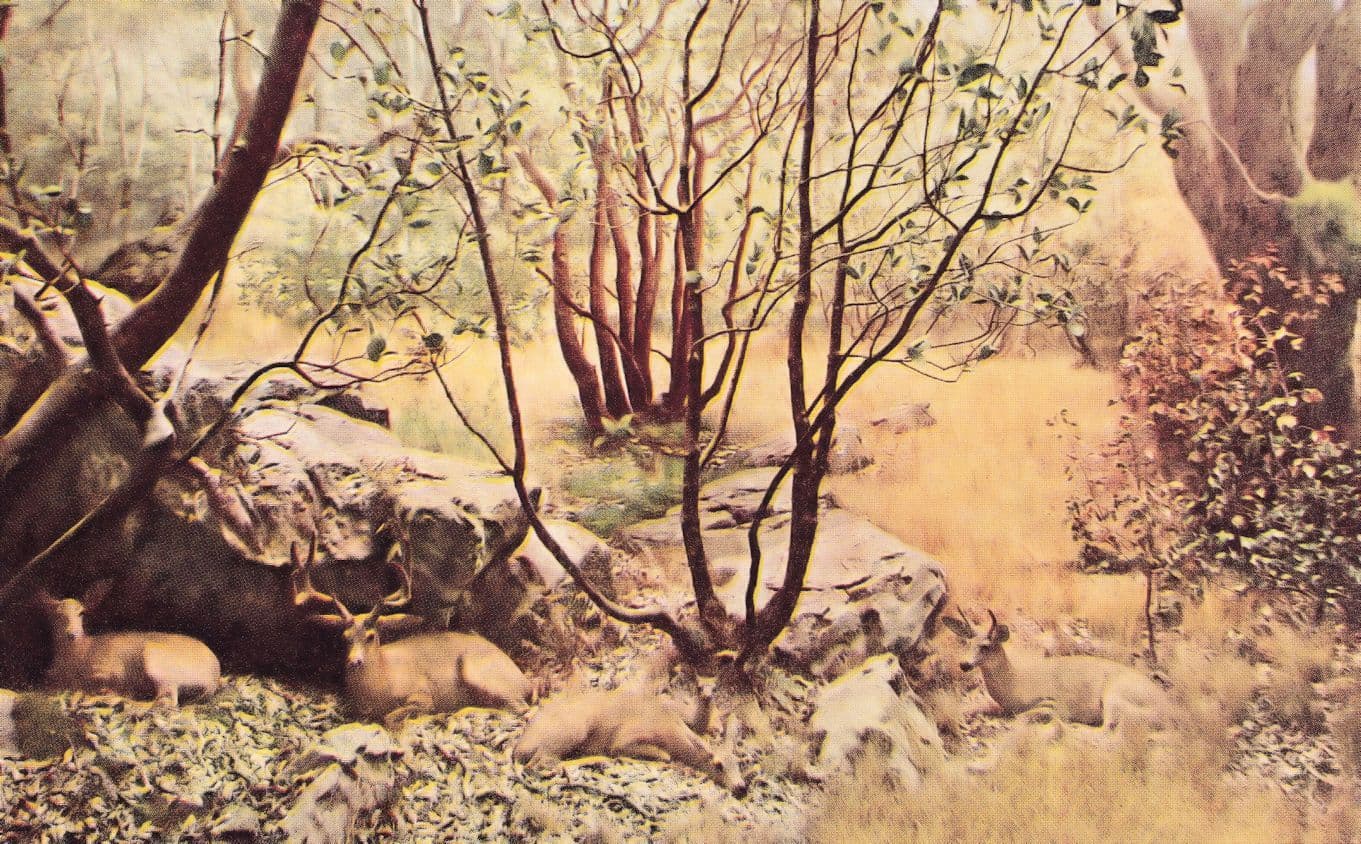 Columbian Black Tailed Deer Horn Shedding Antique Postcard