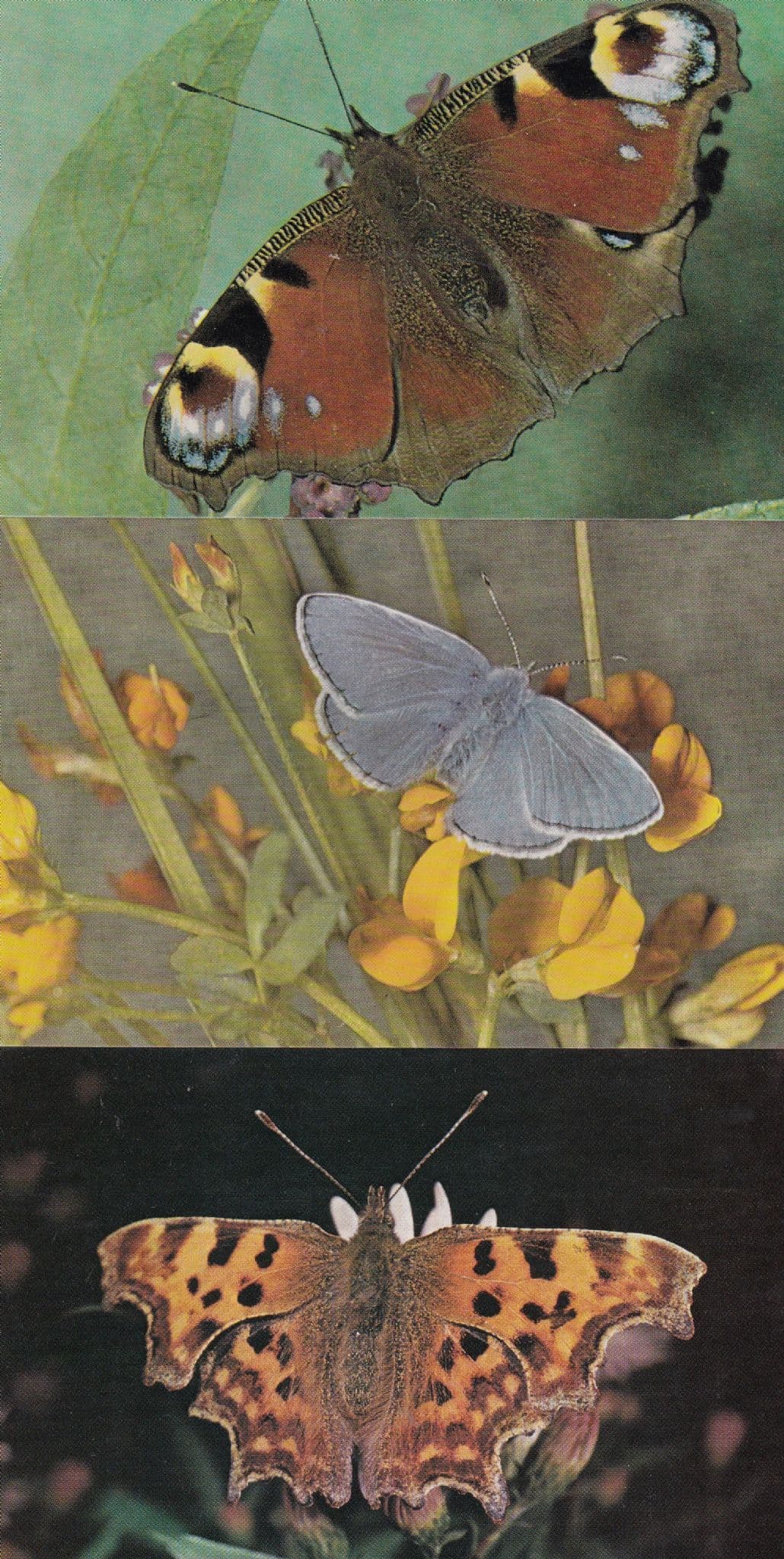 Common Blue Comma Peacock Blue 3x Butterfly 1970s Postcard s