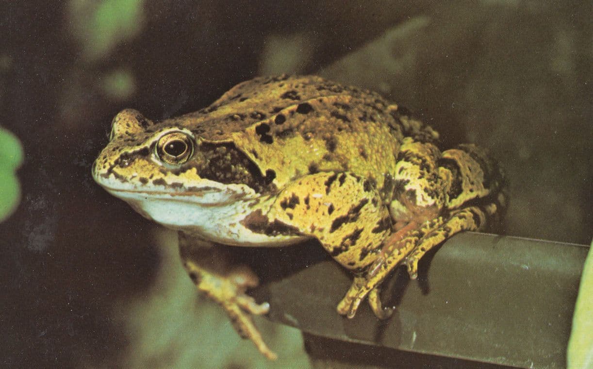 Common British Frog  1970s Postcard