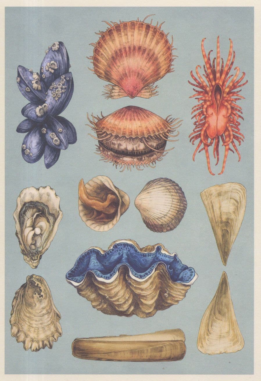 Common Fan Mussel Pacific Oyster Cockle Giant Razor Clam Fish Postcard