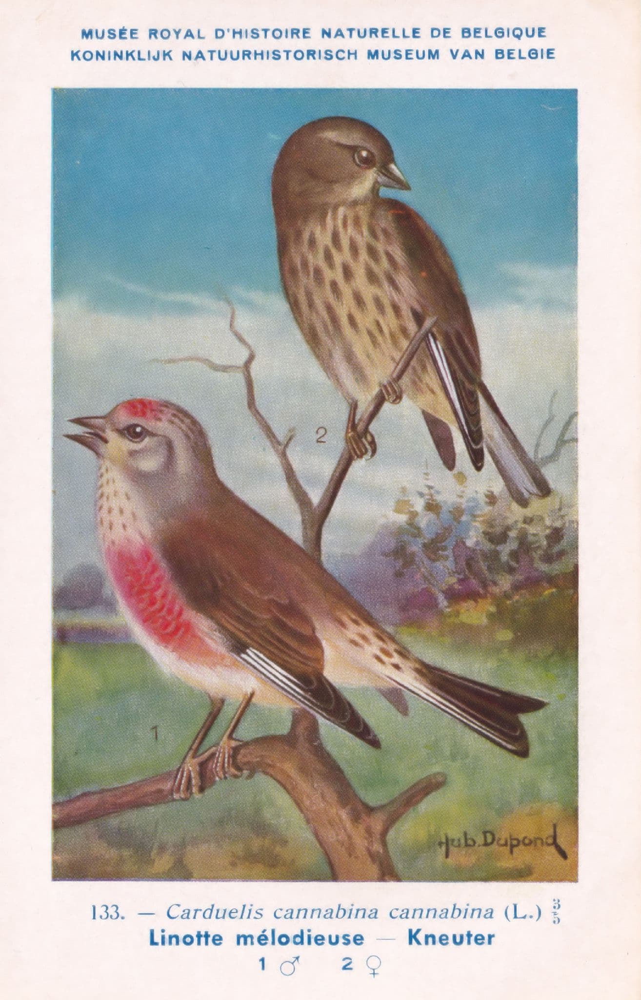 Common Linnett Carduelis Cannabina Kneuter WW2 Bird Vintage Rare Postcard