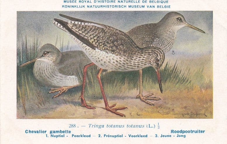 Common Redshank Tringa Totanus Bird Antique Rare Postcard