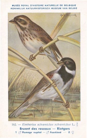 Common Reed Bunting Emberiza Schoeniclus WW2 Bird Rare Postcard